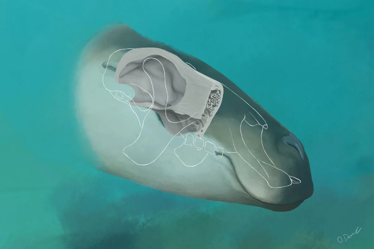 A reconstruction of Thalassocnus