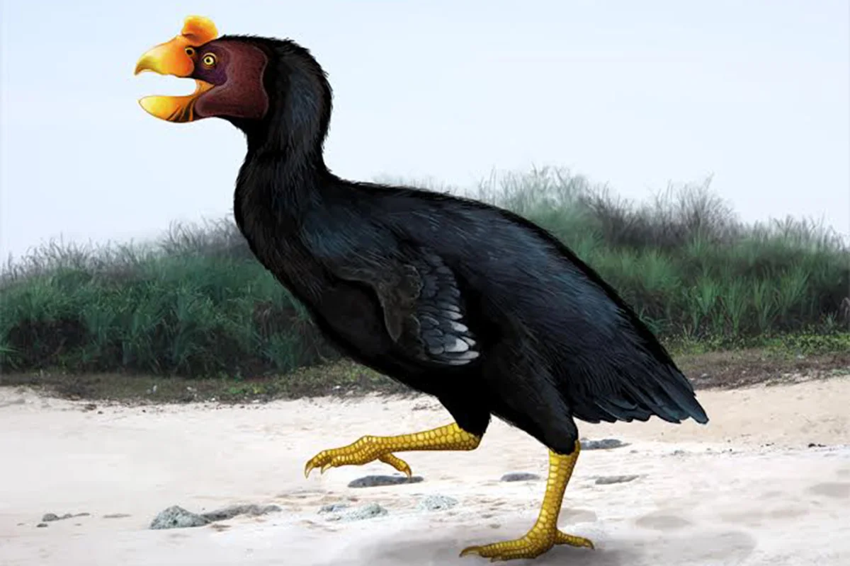 Sylviornis on the beach