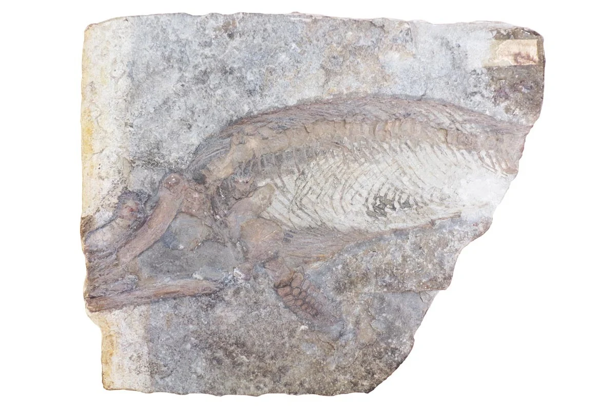 Very small juvenile example of Protoichthyosaurus in the Cole Museum of Zoology, University of Reading 