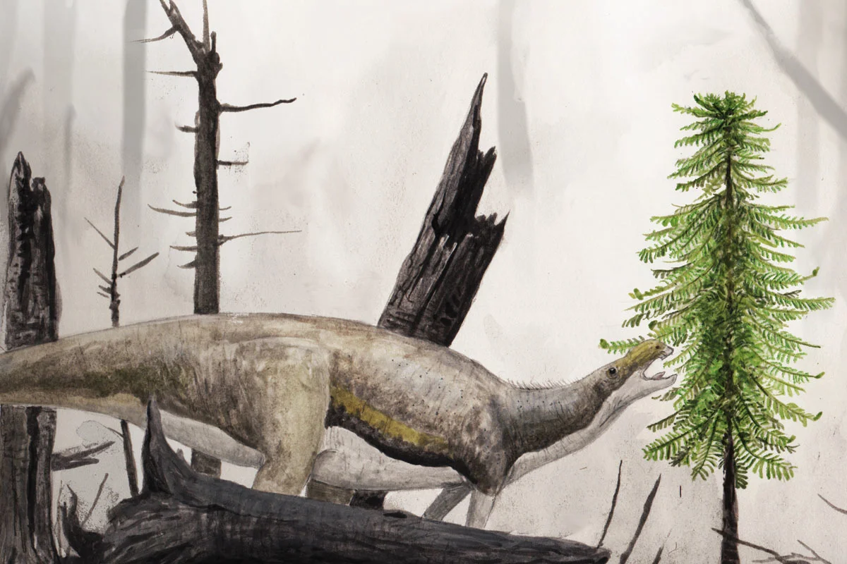 Wollemi Pine and a Muttaburrasaurus