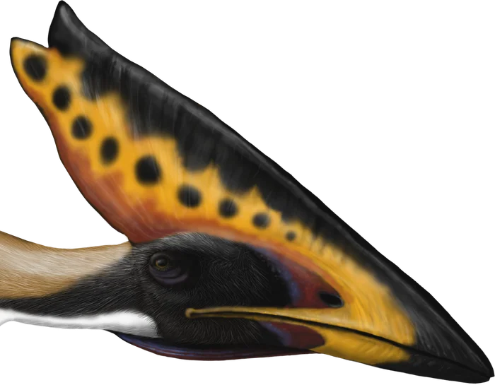 Thalassodromeus head and crest
