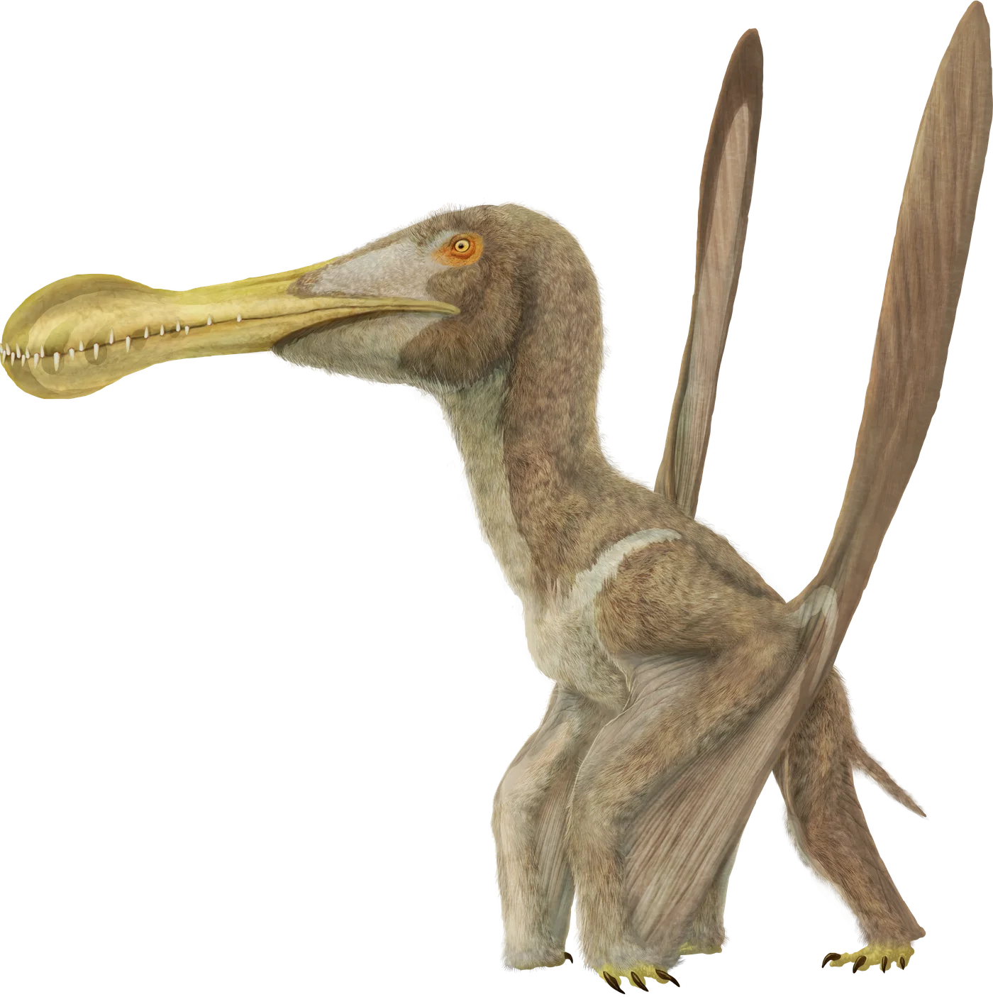 Ornithocheirus