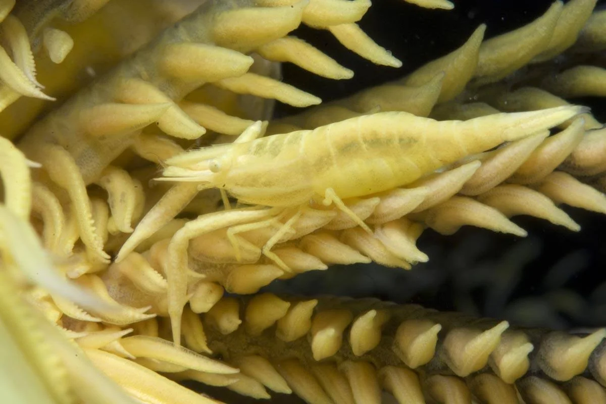 Laomenes amboinensis (De Man, 1888) on a sea lily