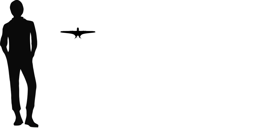 Batrachognathus wingspan comparison