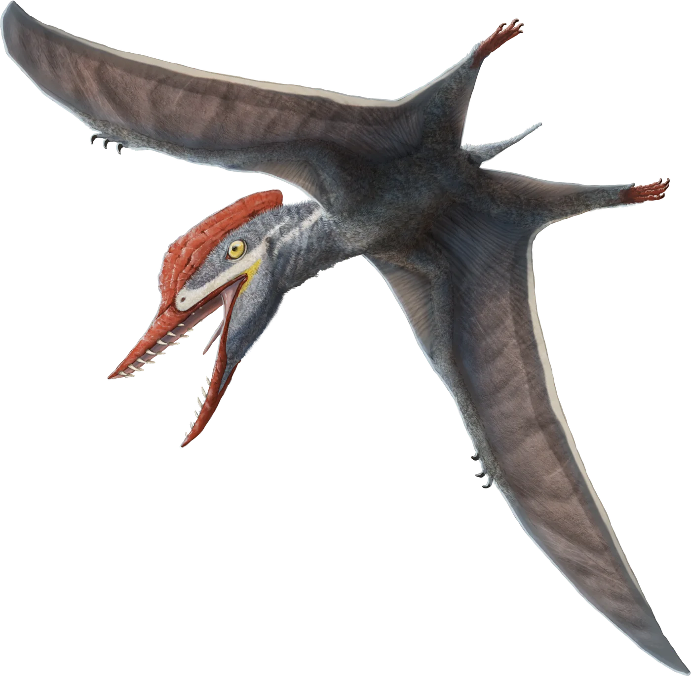 Tendaguripterus