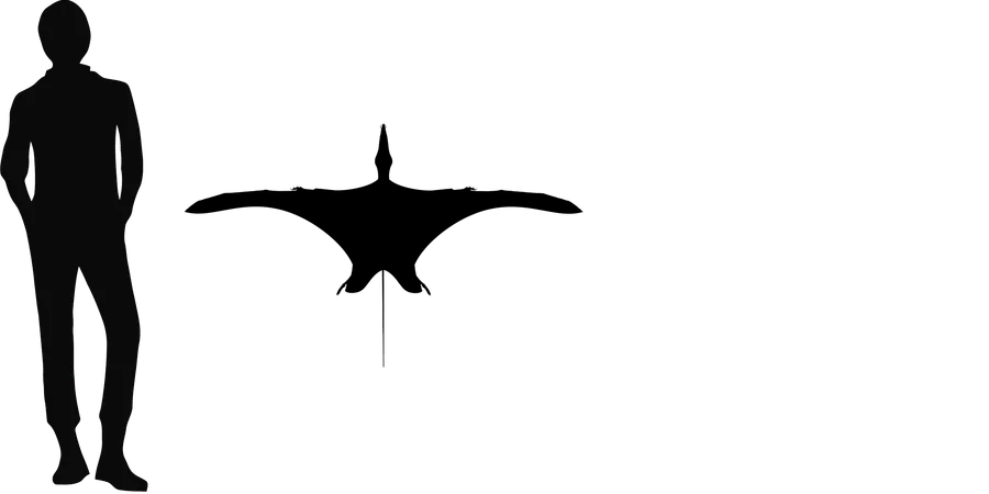 Dorygnathus wingspan comparison