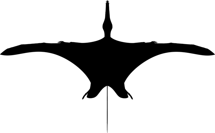 Wing silhouette of a rhamphorhynchid