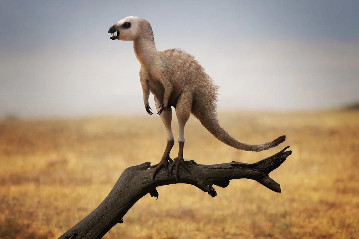 Heterodontosaur