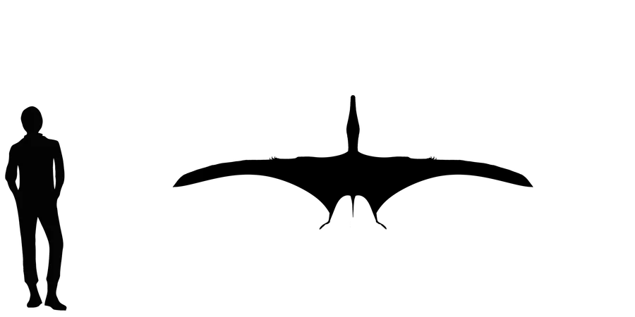 Nurhachius wingspan comparison