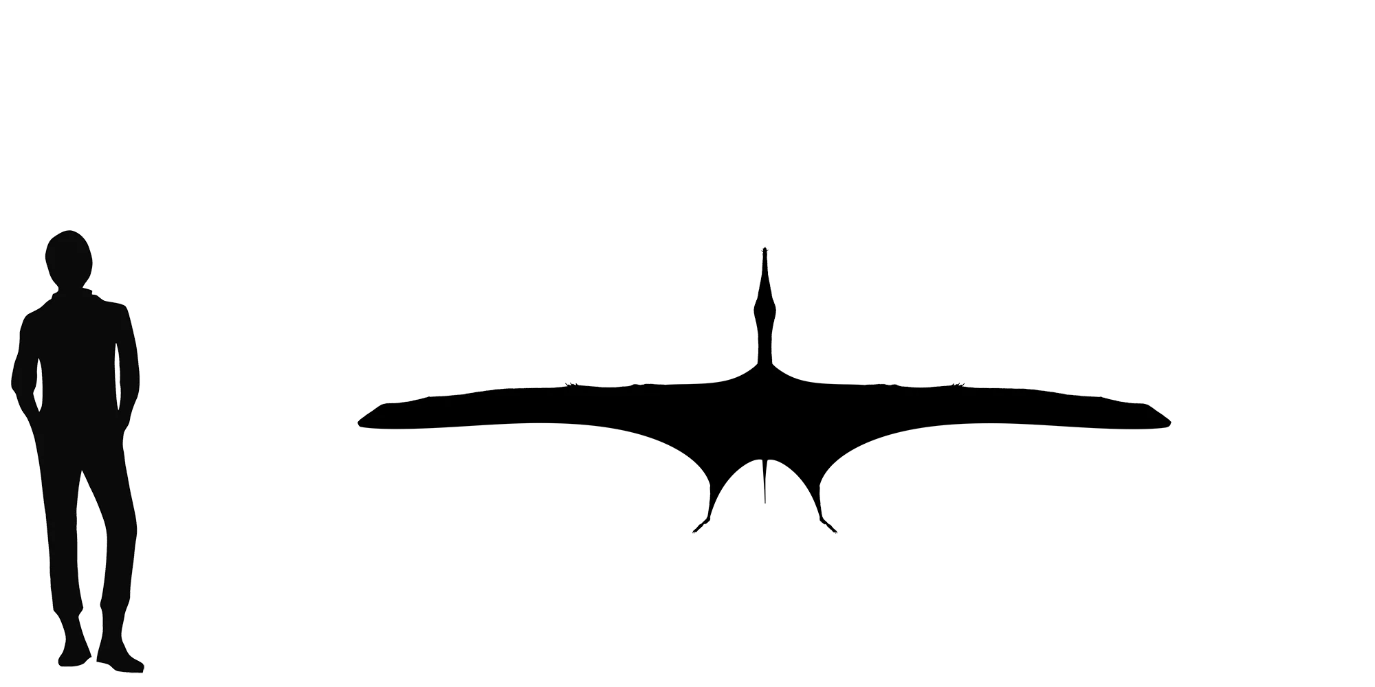 Yixianopterus wingspan comparison