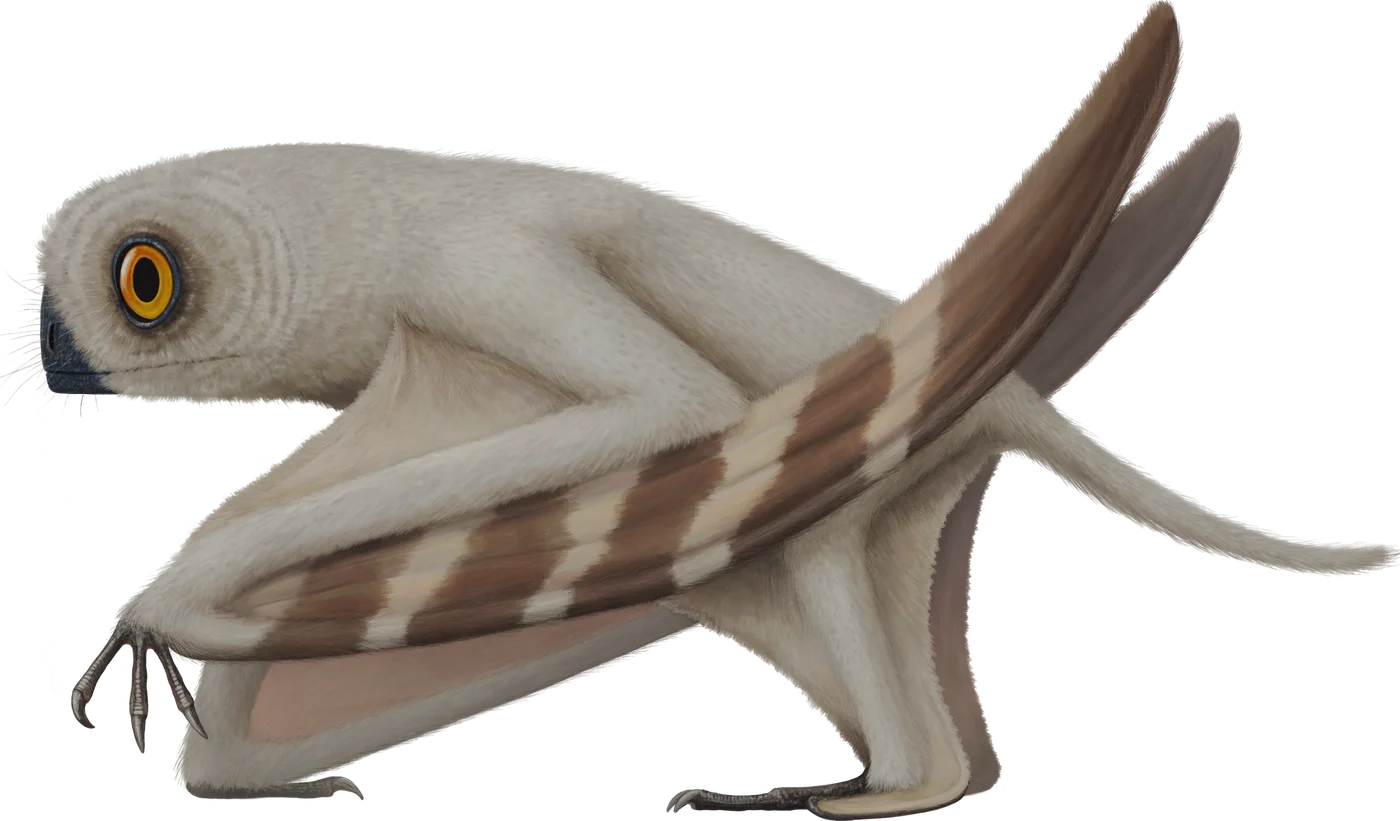 Cascocauda