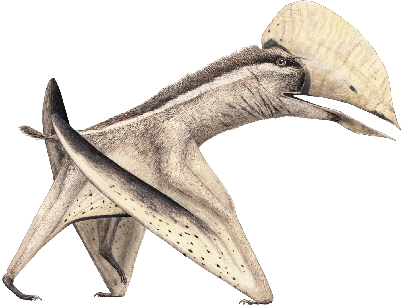 Aymberedactylus