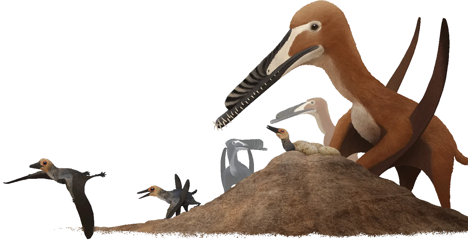 A Hamipterus nesting colony on a lakeshore