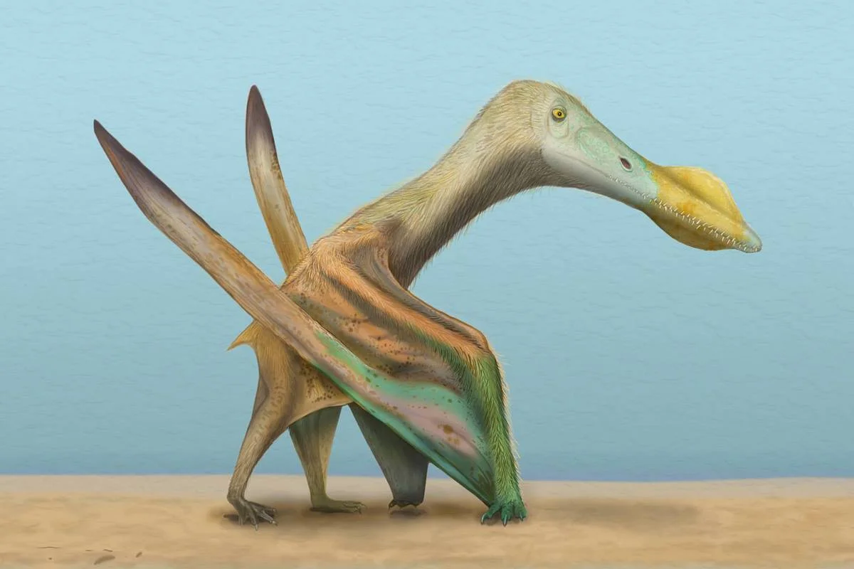 Cimoliopterus