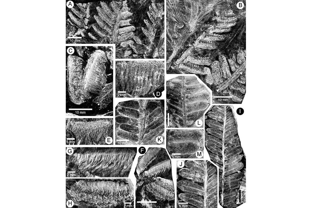 Photographs of the new species fern Acitheca murphyi
