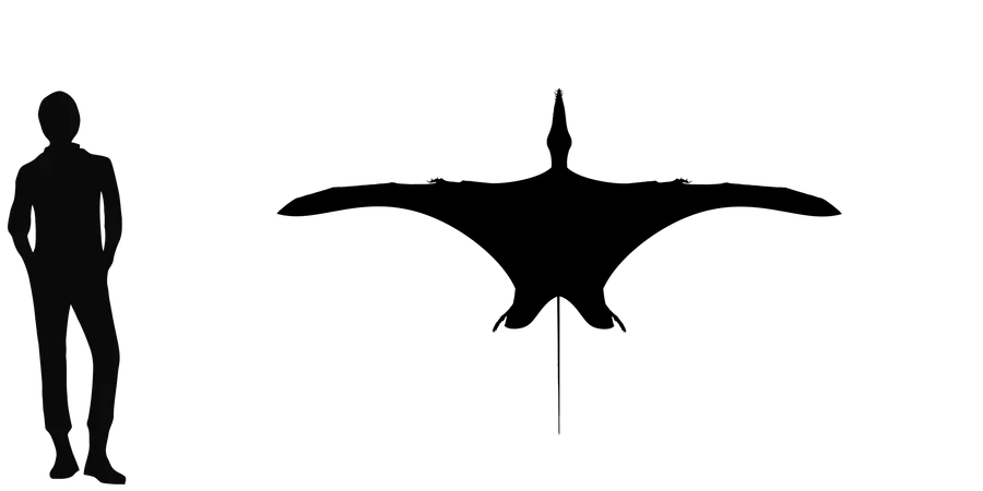 Cacibupteryx wingspan comparison