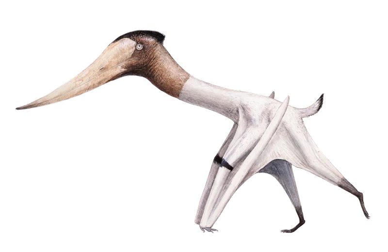 Xericeps
