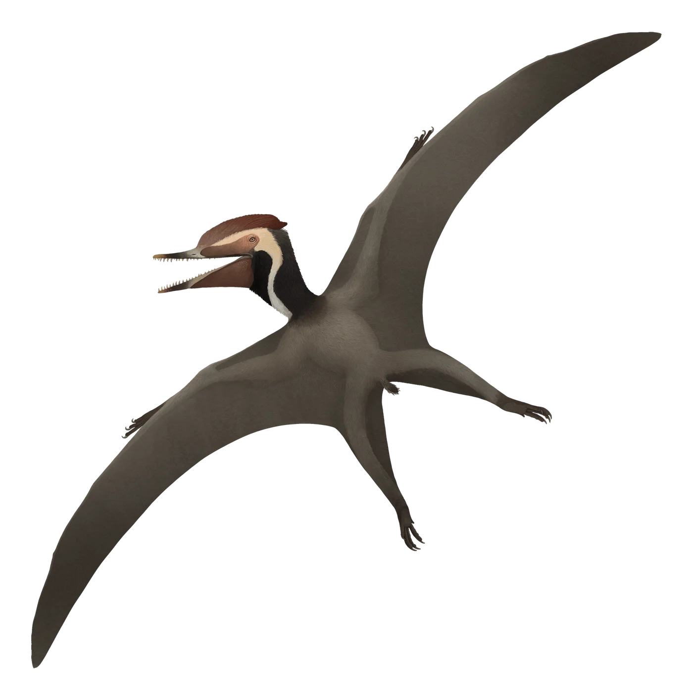 Herbstosaurus