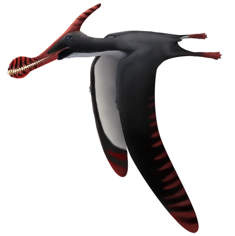 Caulkicephalus