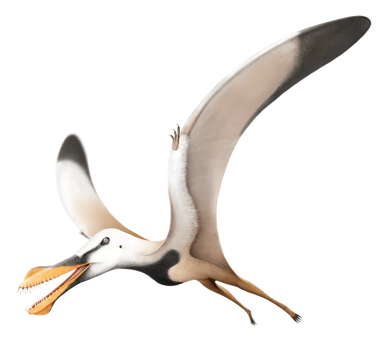 Santanadactylus