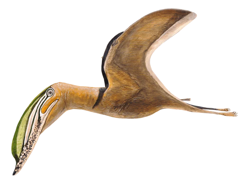 Iberodactylus