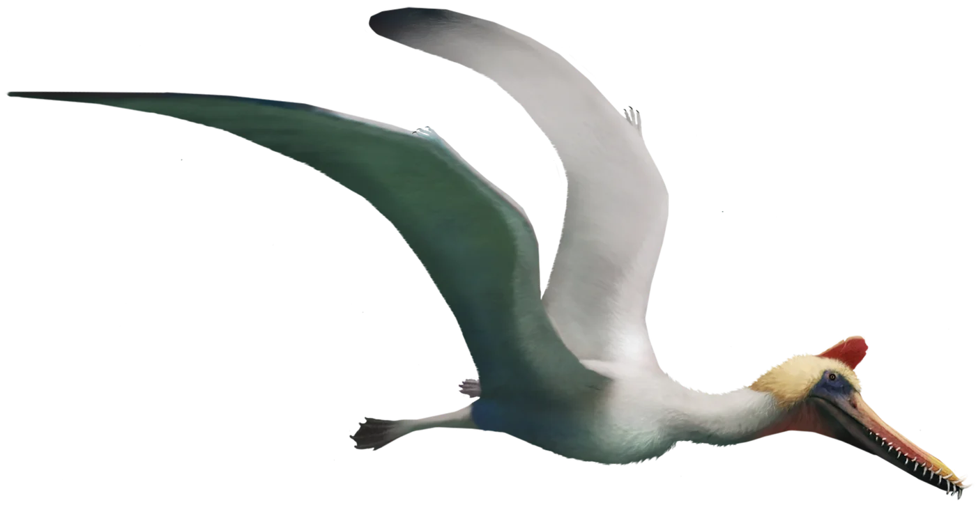 Guidraco
