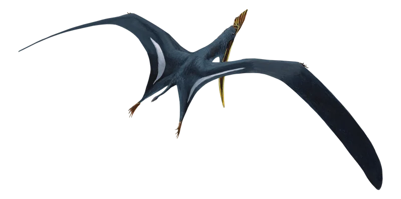 Tethydraco