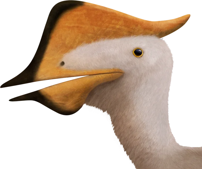 Sinopterus head and crest