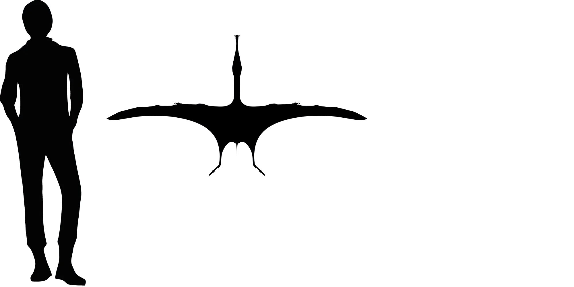 Gnathosaurus wingspan comparison