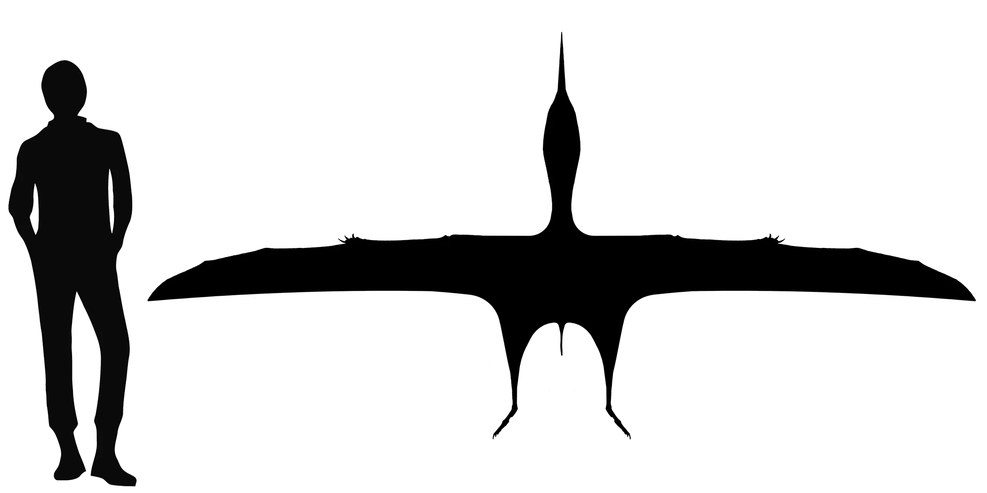 Europejara wingspan comparison