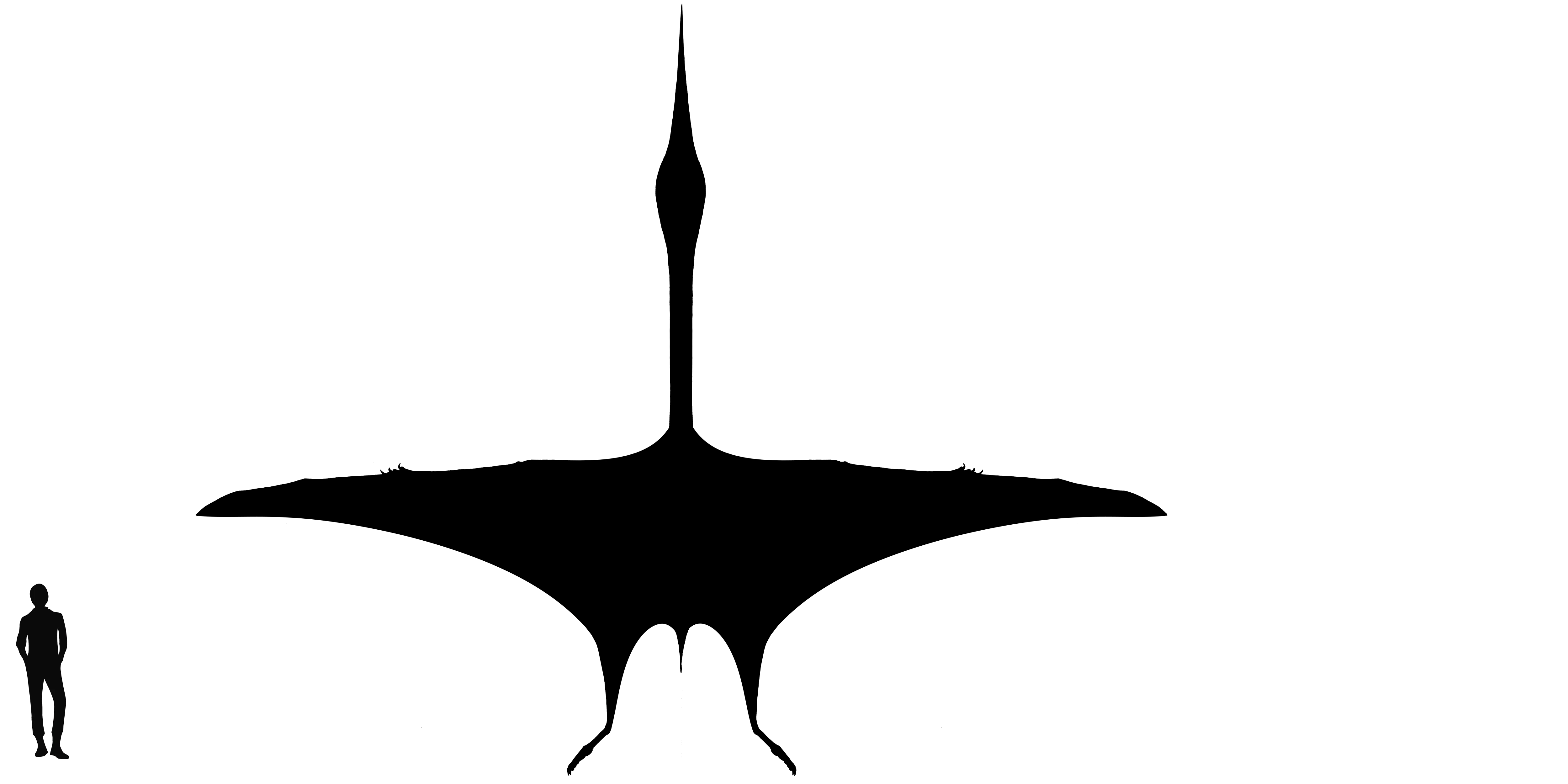 Hatzegopteryx wingspan comparison