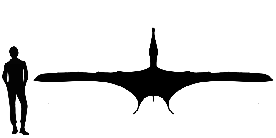 Anhanguera wingspan comparison
