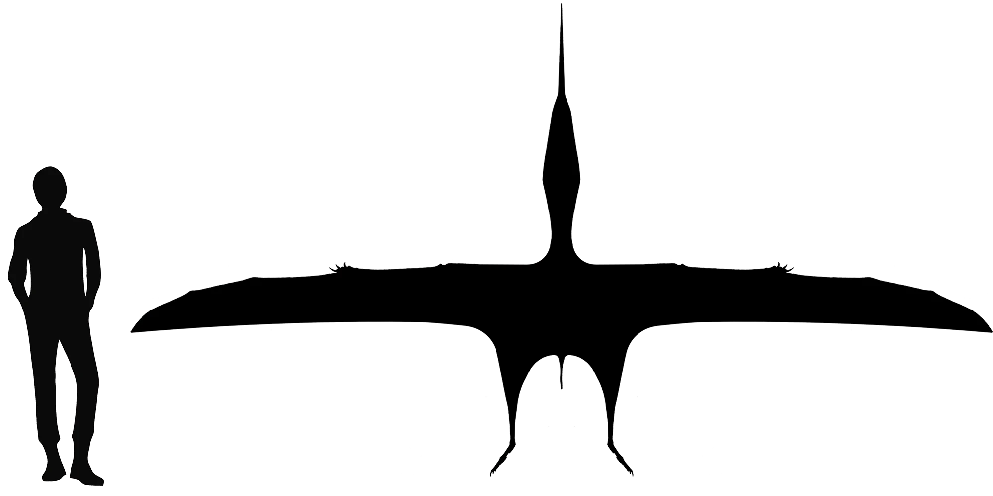 Thalassodromeus wingspan comparison