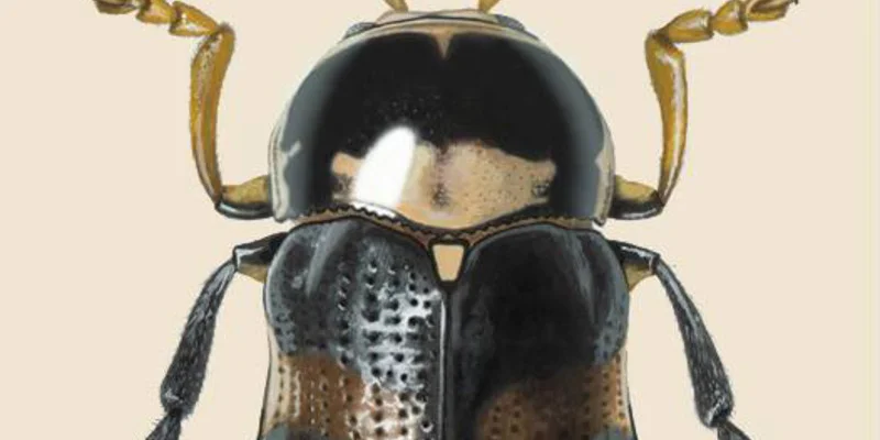 Cryptocephalus