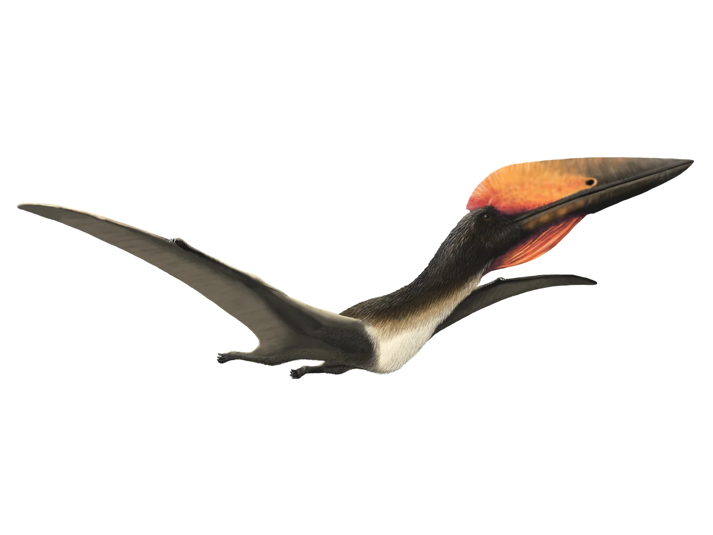 Hatzegopteryx
