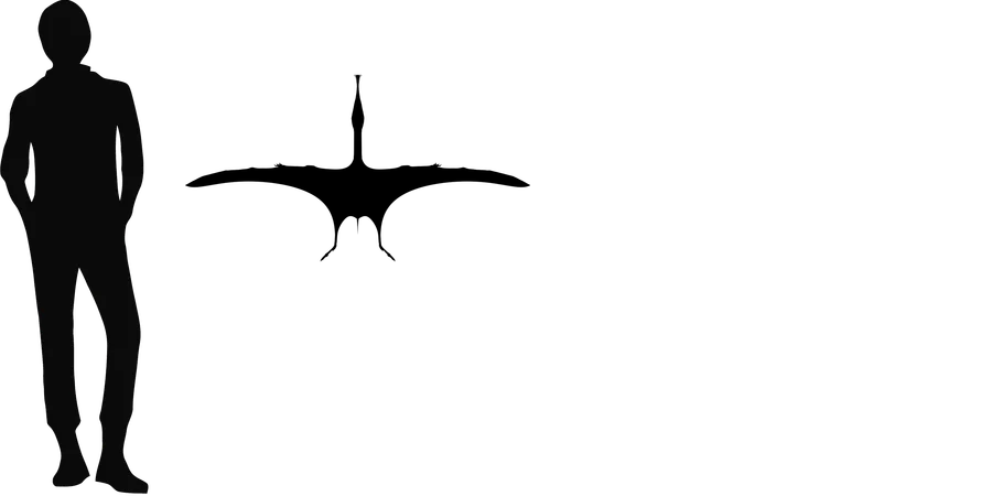 Ctenochasma wingspan comparison
