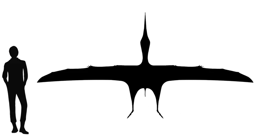 Lacusovagus wingspan comparison