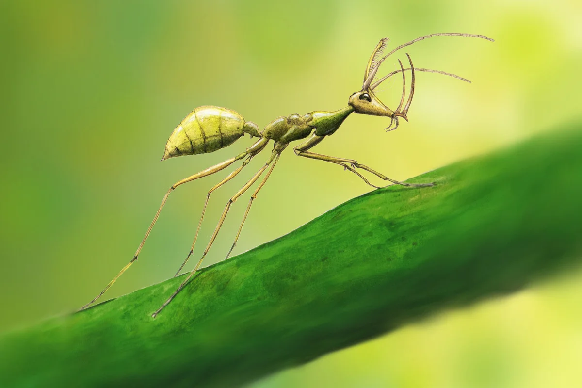 Ceratomyrmex ellenbergeri