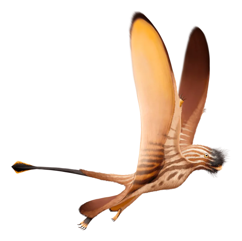 Daohugoupterus