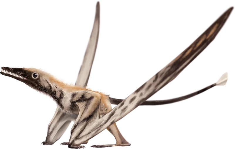 Campylognathoides