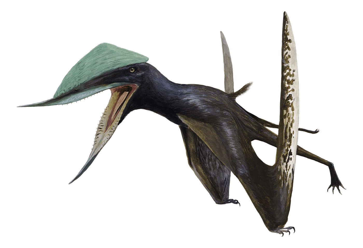 Ordosipterus