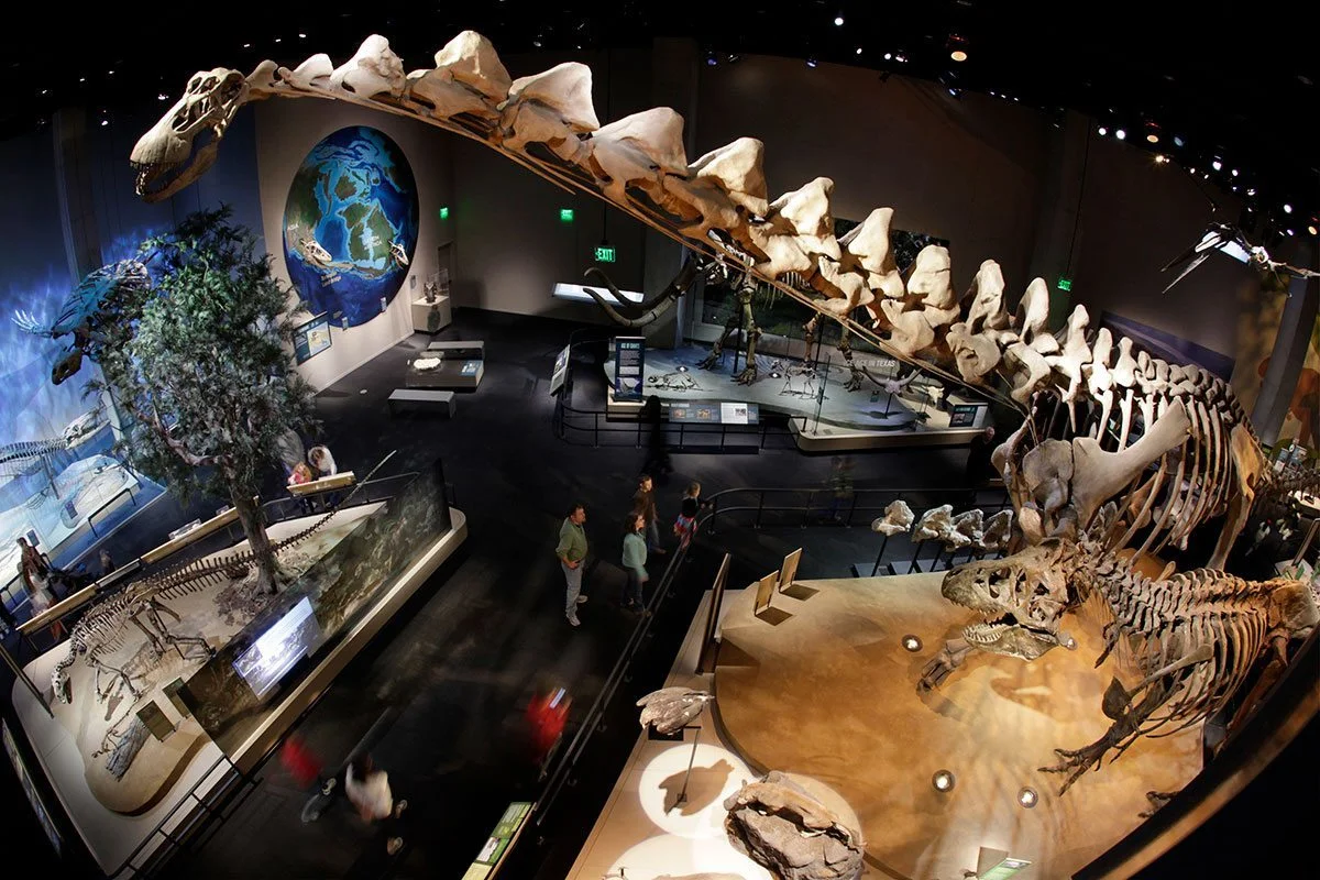 Alamosaurus skeleton 