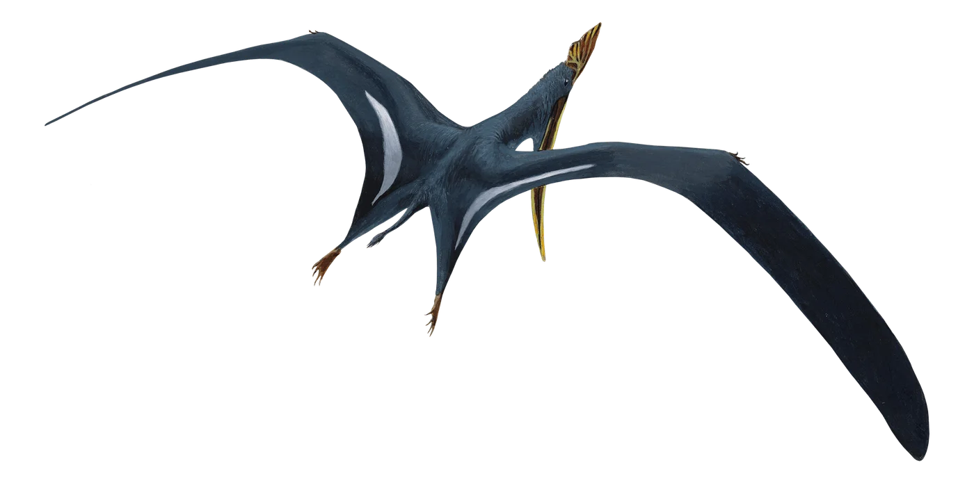 Tethydraco