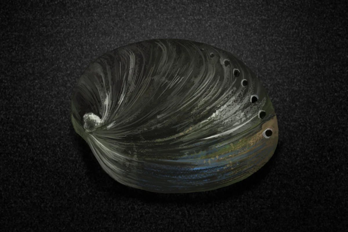The black abalone, Haliotis cracherodii