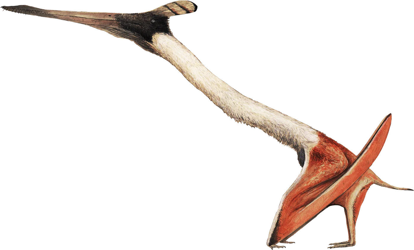 Moganopterus
