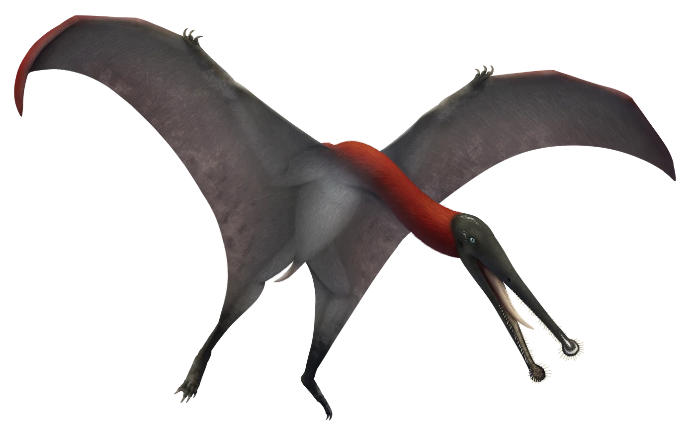 Plataleorhynchus