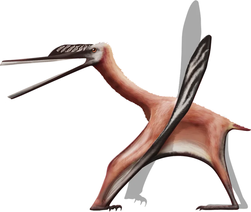 Ctenochasma