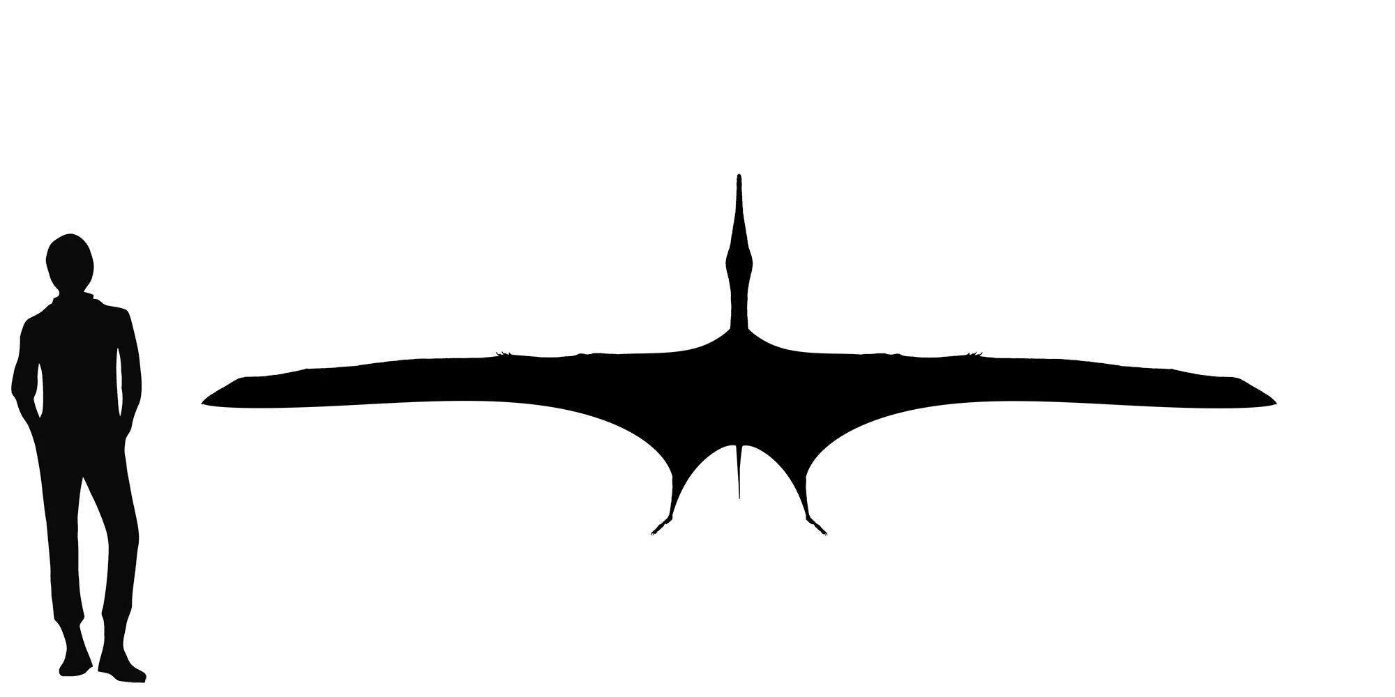 Zhenyuanopterus wingspan comparison