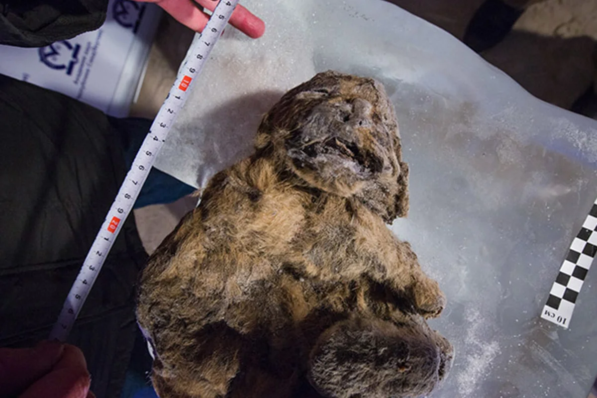 Close up of a cave lion