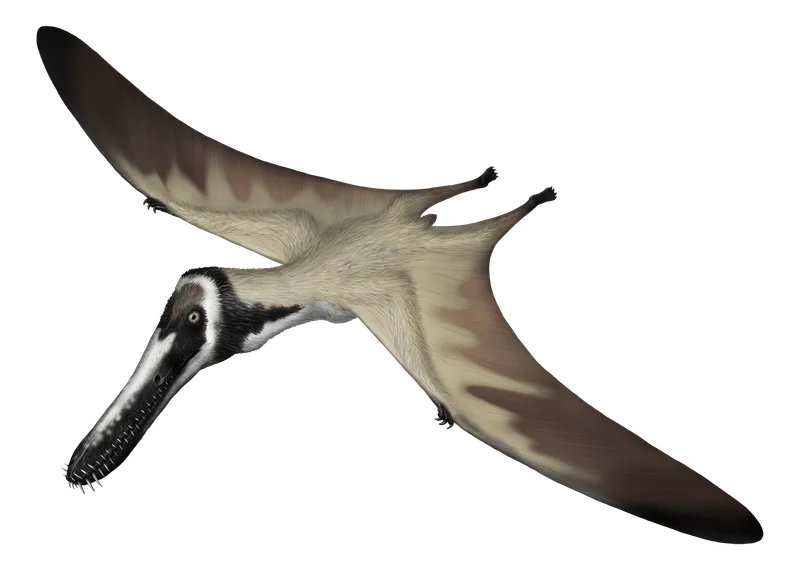 Piksi